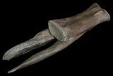 Gorgeous Struthiomimus Caudal Vertebra - Montana #92801-1